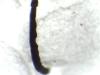 Ectemnius rubicola